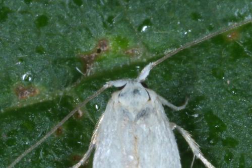 Opostega salaciella